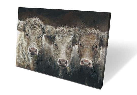 Trilogy Of Cows Box Canvas Picture