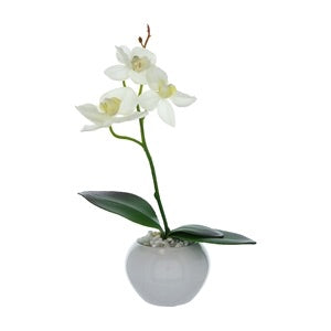 White Orchid In White Ceramic Pot