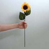 Sunflower Giant Single Stem