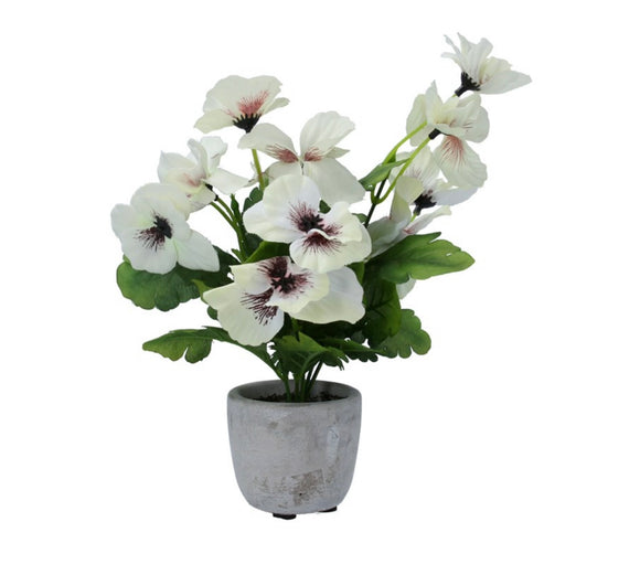 White Pansy Potted Plant