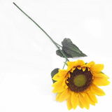Sunflower Giant Single Stem