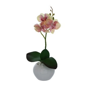 Cream And Pink Orchid In White Ceramic Pot