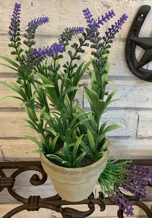 Lavender Plant In Grey Pot
